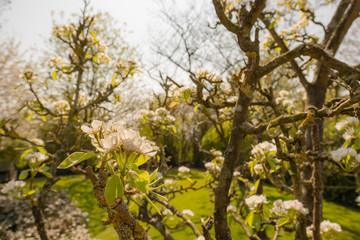 Fresh pear tree blossom seen in a large garden during springtime. Both pear and apple trees are in this large, rural garden