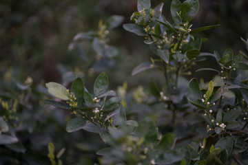 Crops about to bloom