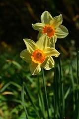 Daffodils, U.K. Valley Spring flowers.