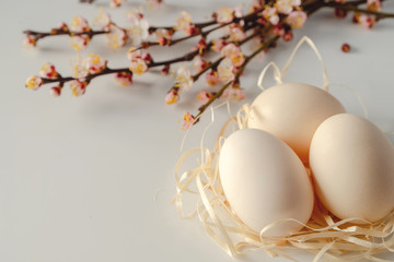 Easter spring decorative composition  with easter eggs pink cherry branch. On a white background with place for text.