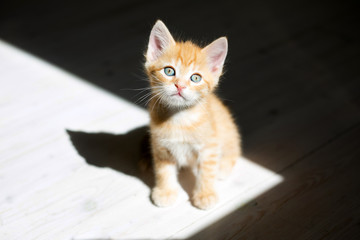 red kitten and shadow