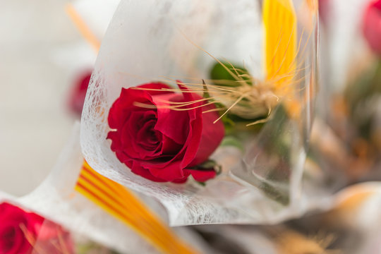 Red rose of the dyad of Sant Jordi, typical festival of Catalonia