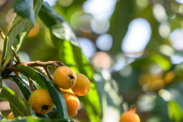 Ripening Loquat Fruit on Tree in New Orleans, Louisiana, USA