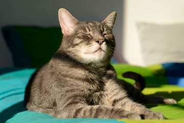 Fototapeta na wymiar chat au soleil à la maison 