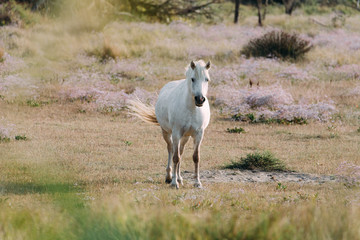 Fototapeta na wymiar Weißes Pferd in der Camargue