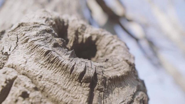 slow motion spinning shot of a knothole of a tree from down to up