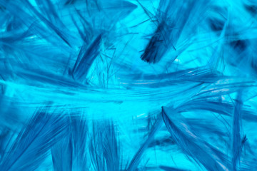 Beautiful abstract colorful white and blue feathers on black background and soft dark feather texture on blue pattern and blue background, colorful feather, purple banners