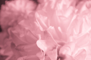 Beautiful abstract color orange pink flowers on black background and purple graphic purple flower frame and pink leaves texture, purple background, colorful orange graphics banner 