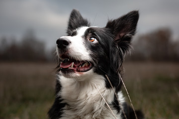 dog border collie white black head portrait on nature 