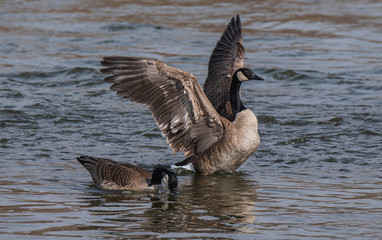 canada goose branta canadensis