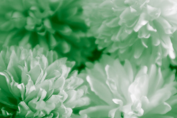 Beautiful abstract color white and green flowers on white background and light black and white flower frame and green leaves texture, green background, green banner happy 