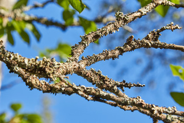 dry moss on a tree branch against a blue sky in the sun