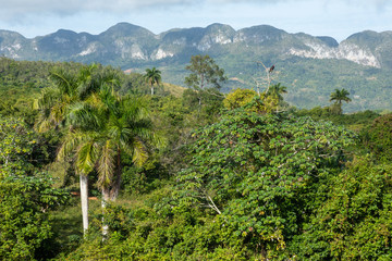 Fototapeta na wymiar The Vinales Valley (Valle de Vinales), popular tourist destination. Tobacco plantation. Pinar del Rio, Cuba.