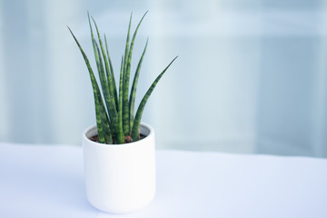 Green plant in a white vase with a blurry light background