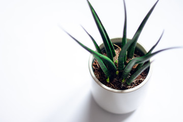 Green plant on white vase and white background