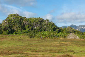 Fototapeta premium The Vinales Valley (Valle de Vinales), popular tourist destination. Tobacco plantation. Pinar del Rio, Cuba.