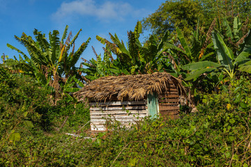 Fototapeta na wymiar Tobacco plantation with hut and palms in the background. The Vinales Valley (Valle de Vinales), popular tourist destination. Pinar del Rio, Cuba.