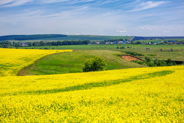 a field of flowering canola on a sunny day in the distance the village