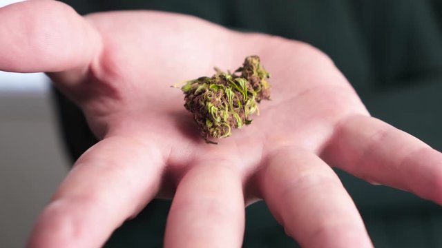 Man hold cannabis bud in his palm.