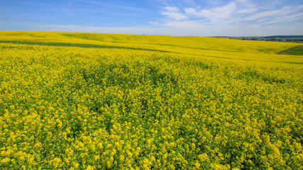 Obraz premium field of blooming canola on a sunny day