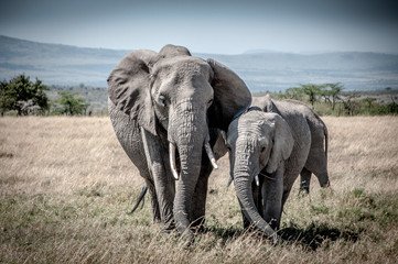 Naklejka na ściany i meble Stunning mother and calf elephant