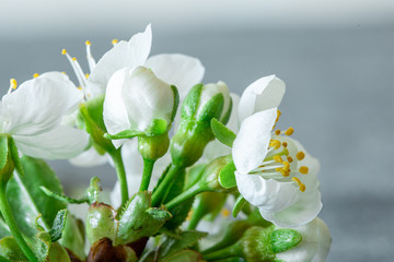 Macro photography of apple tree flowers
