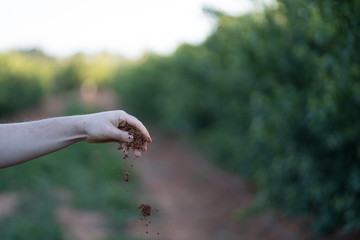 
Roots extracted during the growing season