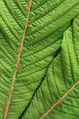 Texture of a young green leaf of a chestnut