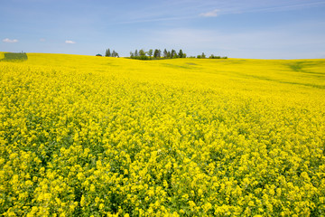 Fototapeta premium field of blooming canola on a sunny day