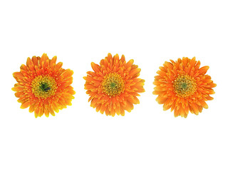 Isolated gerbera flowers with clipping paths.