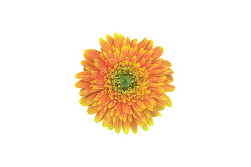 Isolated gerbera flowers with clipping paths.