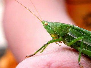 grasshopper