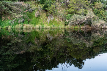 Woodland reflections in Kennett River, Great Ocean Road, Australia