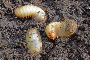 Larves de cétoine dorée, ces vers blancs sont utiles en améliorant les composts des jardiniers.
