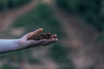
Roots extracted during the growing season