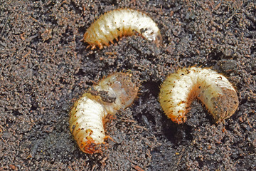 Larves de cétoine dorée, ces vers blancs sont utiles en améliorant les composts des jardiniers.