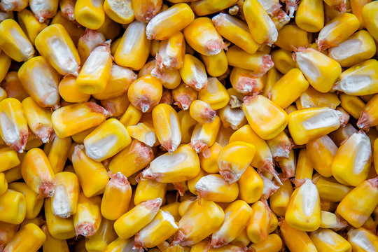 A combine harvests corn in the agriculture industry.  Detail shots of corn. 
