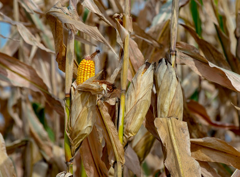 A combine harvests corn in the agriculture industry.  Detail shots of corn. 