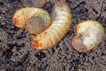 Larves de cétoine dorée, ces vers blancs sont utiles en améliorant les composts des jardiniers.