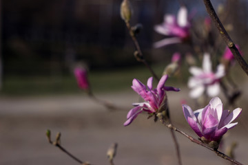Obraz premium Terry pink magnolia blooms in clear weather in spring. Tree with pink flowers (gentle multilobal magnolia) on a background of forest, Vinnitsya