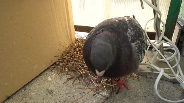 Male pigeon, walking arround the concrete balcony during taking care about two fresh new eggs in curved branched nest