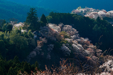 Sakura in Yoshino, Nara, 2020