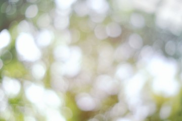 Abstract White Natural Bokeh Background.