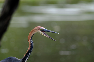bird