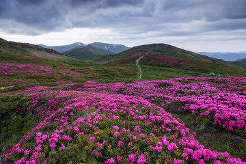 Fototapeta na wymiar Summer landscape with mountain, the lawns are covered by pink rhododendron flowers with the foot path. Wallpaper background. Concept of nature rebirth. Location place Carpathian, Ukraine, Europe.