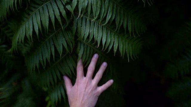 A man's hand glides over the green leaves of the ferns.