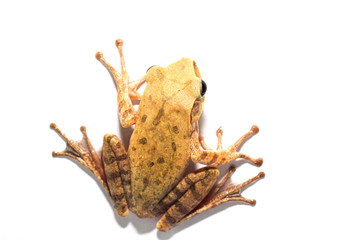 frog on white background