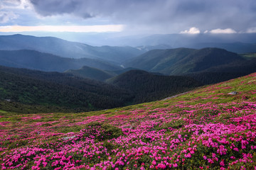 Fototapeta na wymiar Dramatic sky. Pink rhododendron flowers cover the hills, meadow on summer time. Beautiful photo of mountain landscape. Concept of nature revival. Wallpaper colorful background.