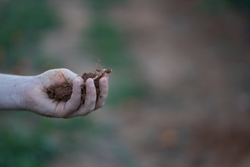 
Roots extracted during the growing season