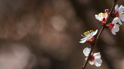 Spring flowers on the branches of an apricot tree. Warm weather. Hi spring. Background for a card with flowers. Delicate white petals. Blooming fruit trees. Blurred background. Empty space for text.